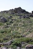 Eremurus lactiflorus. Цветущие растения на горном склоне. Южный Казахстан, горы Каракус; высота 950 м н.у.м. 20.04.2012.
