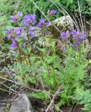 Campanula glomerata