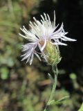 Centaurea diffusa. Верхушка побега с соцветием. Казахстан, Восточно-Казахстанская область; Западный Алтай, скл. Ульбинского хребта, окр. г. Усть-Каменогорска. 27.08.2012.