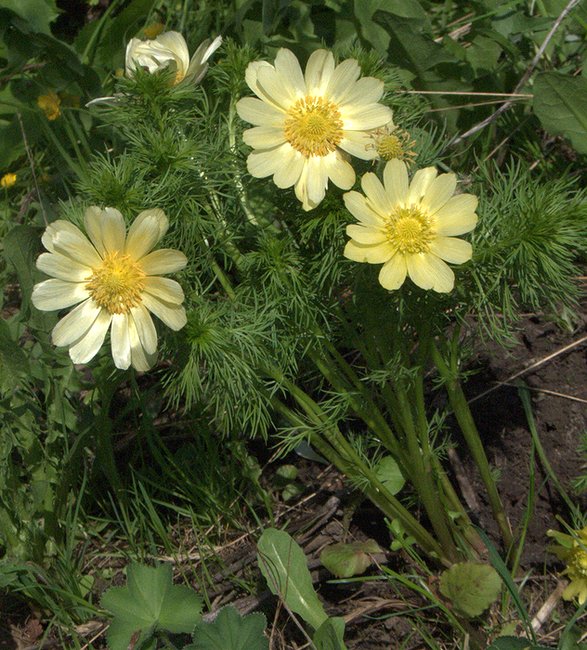 Изображение особи Adonis vernalis.