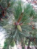 Pinus nigra. Ветви с шишками. Швейцария, г. Женева, Английский сад. 27.06.2012.