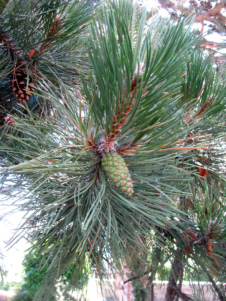 Изображение особи Pinus nigra.