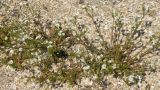 Cerastium glutinosum. Цветущие растения на ракушечном пляже. Краснодарский край, Ейский п-ов, коса Долгая. 29.04.2013.