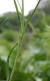 род Tragopogon