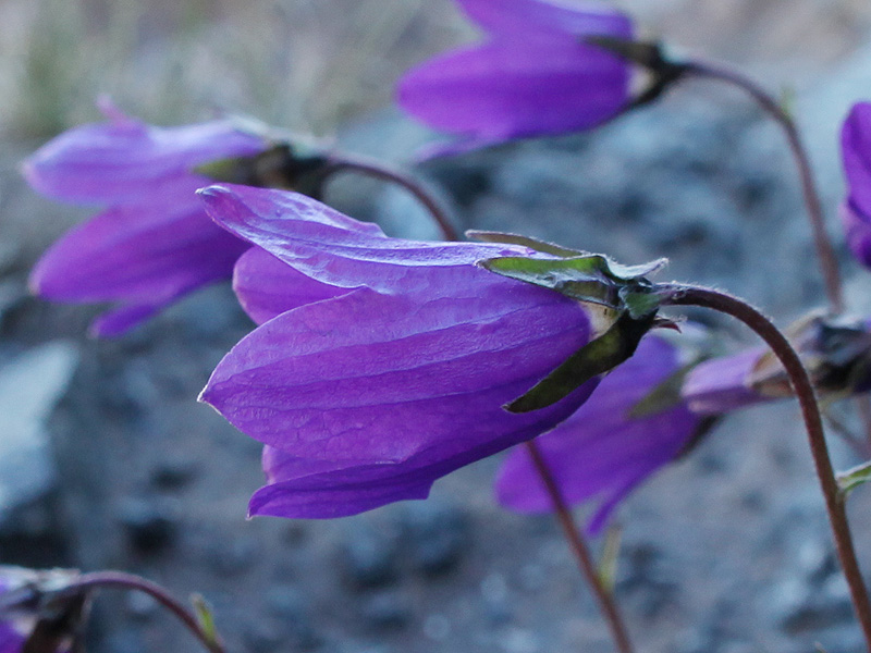 Изображение особи Campanula saxifraga.