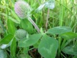 Trifolium pratense. Верхушки побегов с распускающимися соцветиями. Новосибирская обл., Карасукский р-н, с. Благодатное, луг. 23.08.2013.