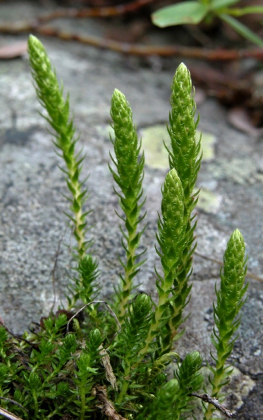 Image of Selaginella selaginoides specimen.