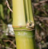 Phyllostachys viridi-glaucescens