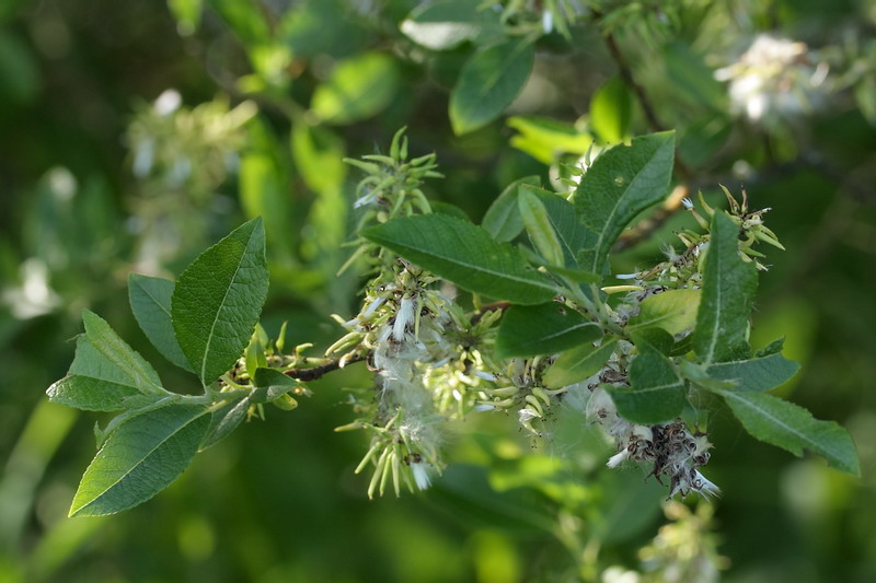 Изображение особи Salix myrsinifolia.