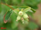 Symphoricarpos variety laevigatus