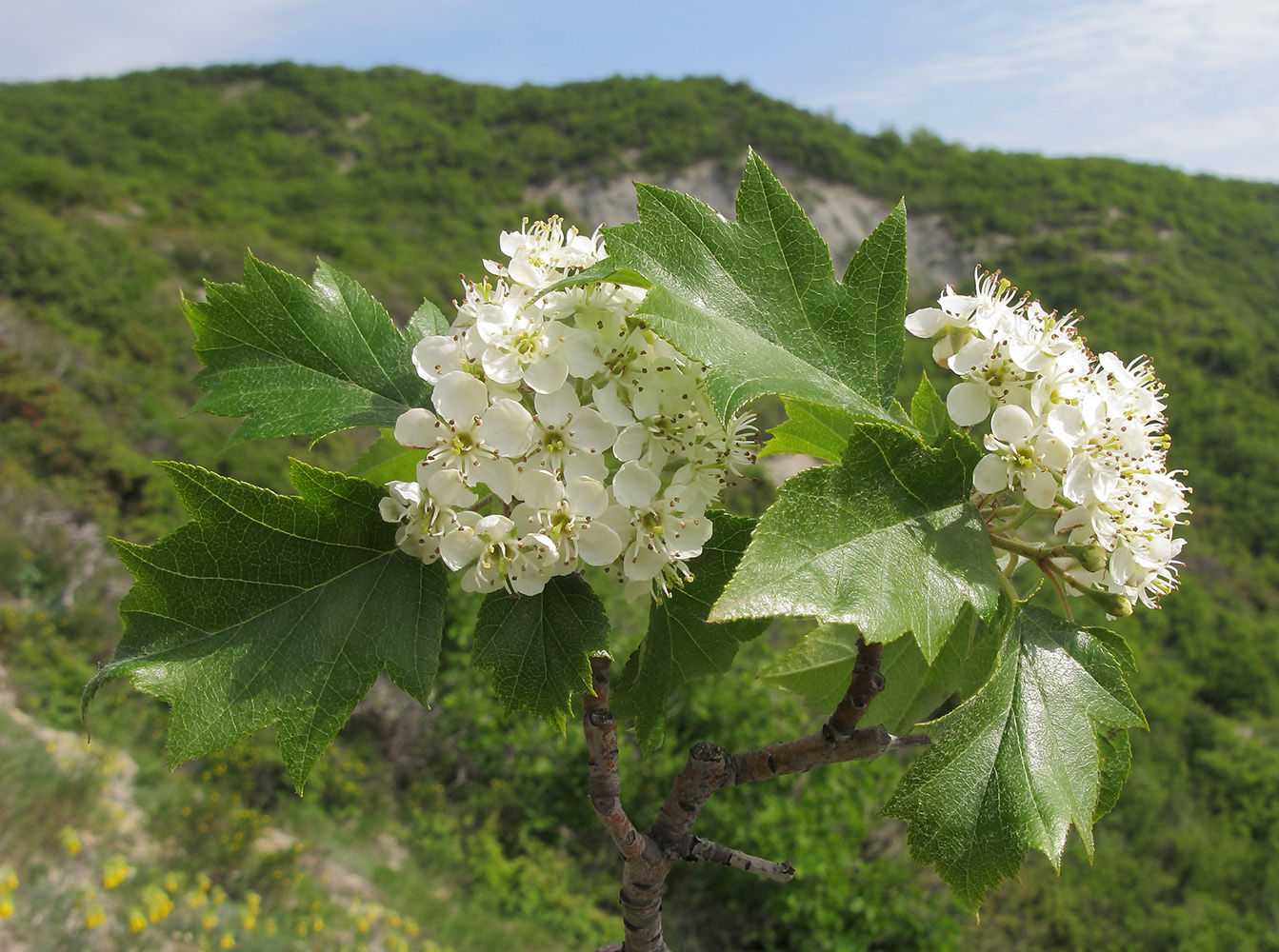 Изображение особи Sorbus torminalis.