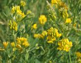 Medicago falcata. Верхушки цветущих побегов. Восточный Казахстан, Уланский р-н, окр. с. Украинка, остепнённый луг. 12.06.2015.