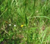 Melampyrum sylvaticum