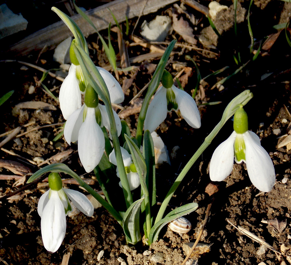 Изображение особи Galanthus plicatus.