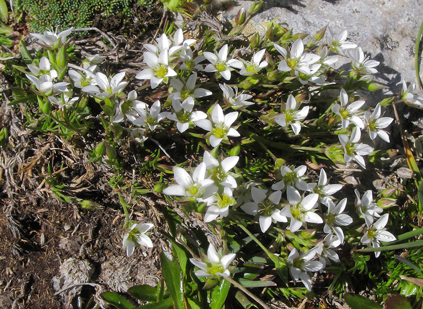 Image of Minuartia oreina specimen.