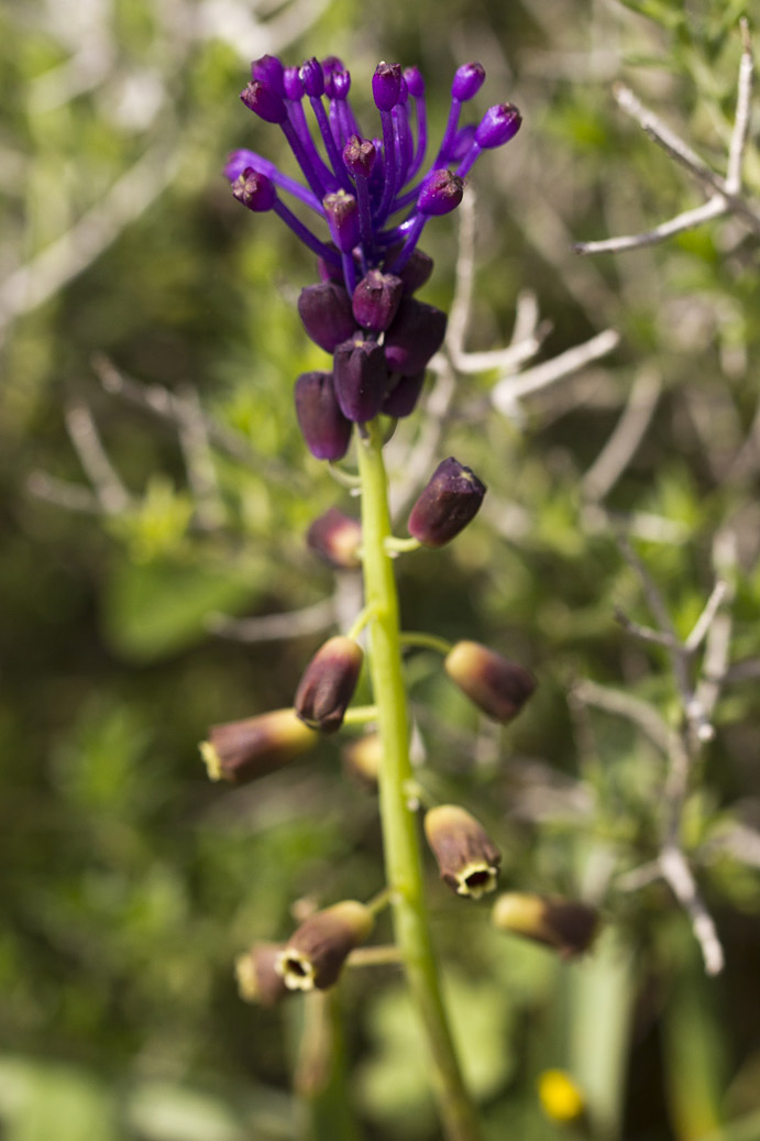 Изображение особи Leopoldia comosa.