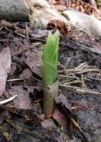 Epipactis helleborine