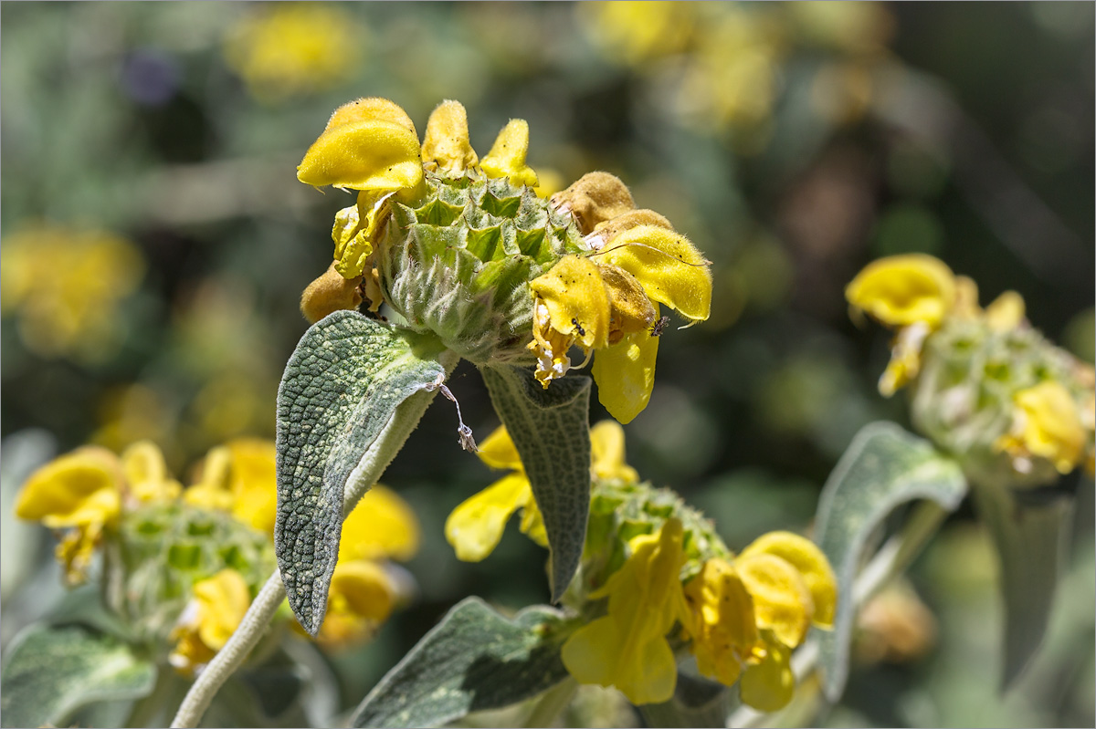 Изображение особи Phlomis fruticosa.