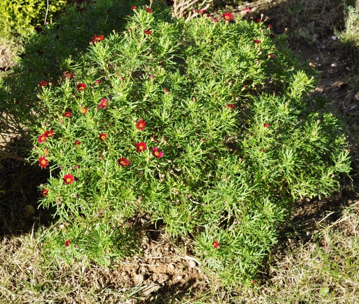 Изображение особи Argyranthemum frutescens.