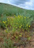 Ranunculus oxyspermus