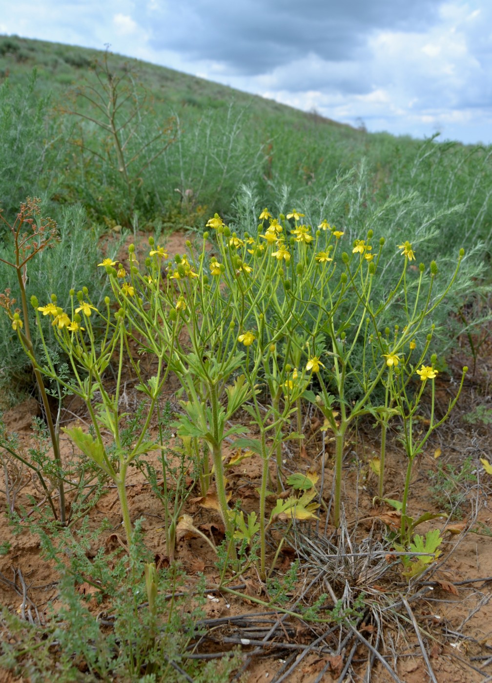 Изображение особи Ranunculus oxyspermus.