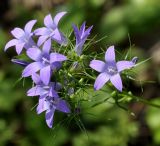 род Campanula