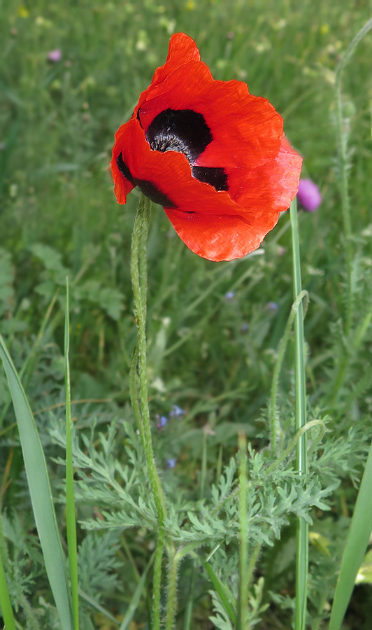 Изображение особи Papaver ambiguum.