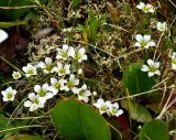 Minuartia arctica