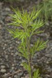 Artemisia opulenta. Верхняя часть вегетирующего побега. Сахалинская обл., Охинский р-н; п-в Шмидта, бассейн р. Пильво, обочина грунтовой дороги. 14.07.2017.