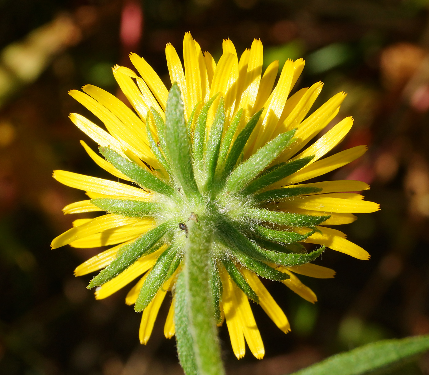 Изображение особи Inula britannica.