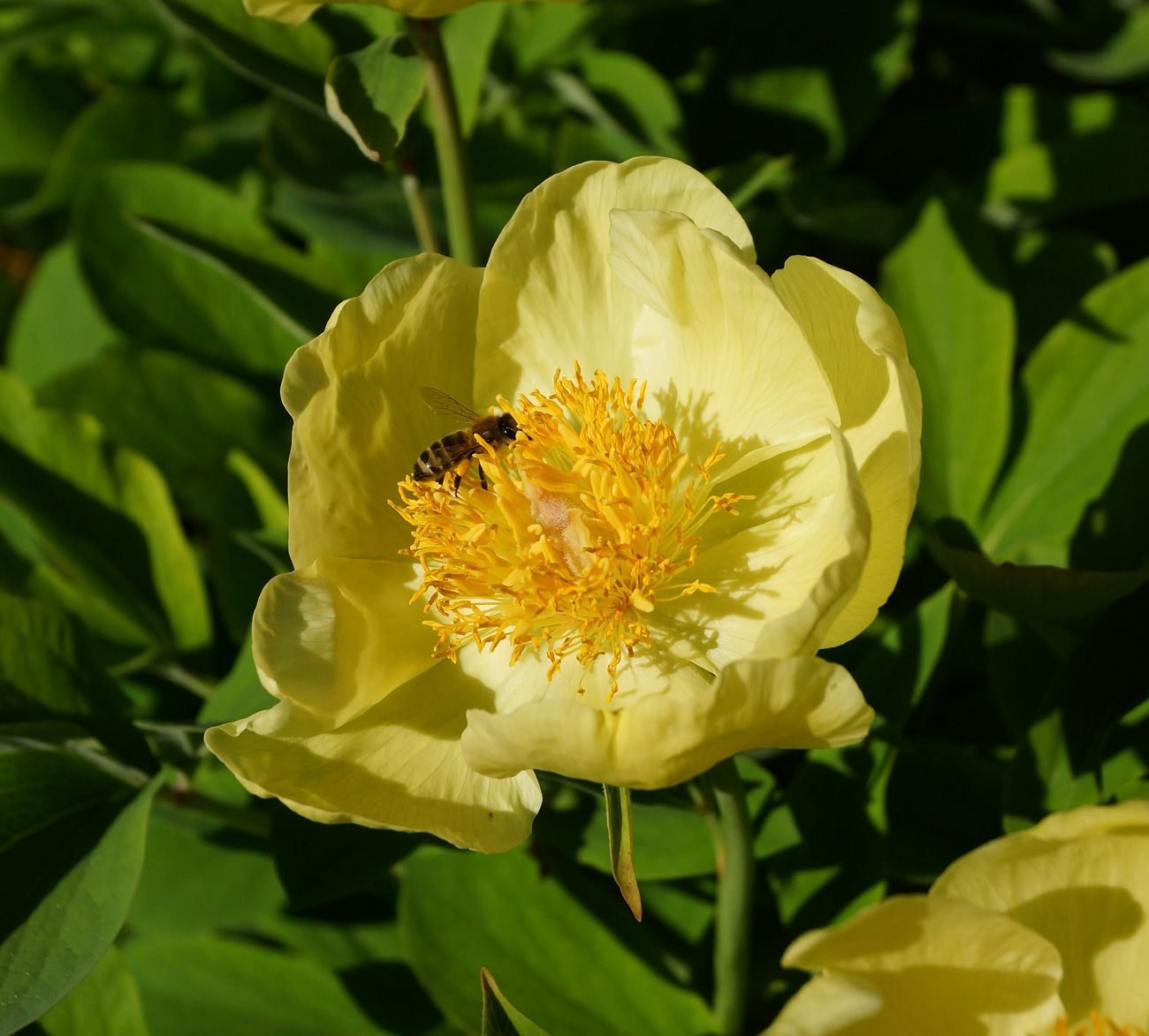 Изображение особи Paeonia mlokosewitschii.