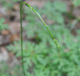 Physospermum cornubiense. Побег с развивающимся соцветием. Грузия, нижняя часть Боржоми-Харагаульского национального парка, смешанный лес. 24.05.2018.