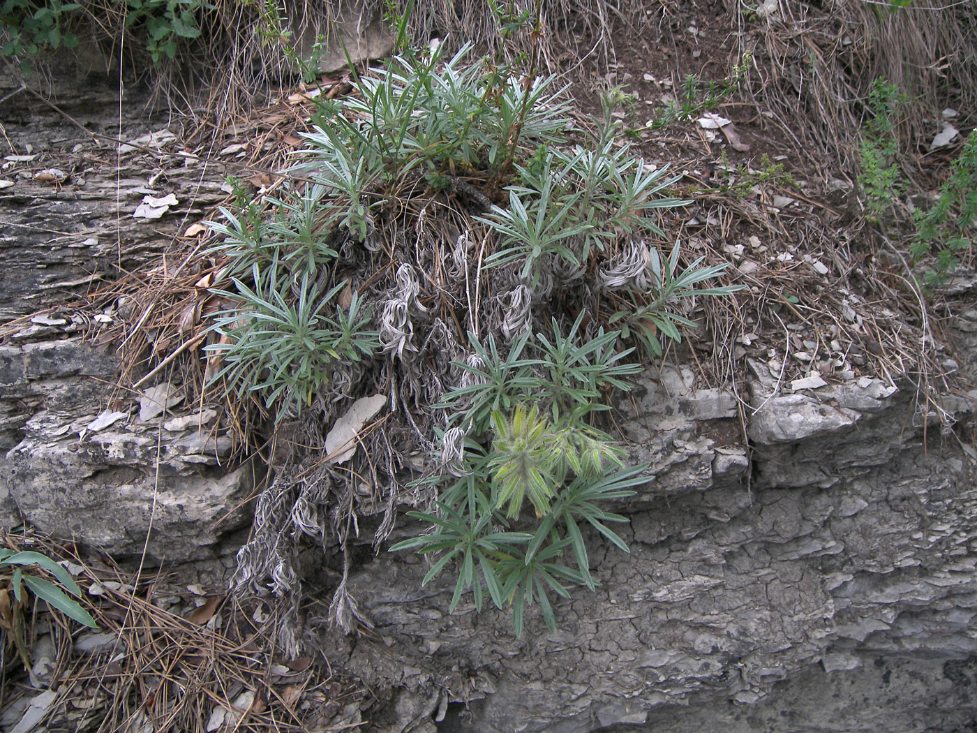 Изображение особи Onosma polyphylla.