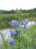 Aconitum maximum. Верхушка растения с цветками и завязавшимися плодами. Камчатский край, Елизовский р-н, западное побережье Начикинского озера, заболоченный луг. 28.07.2009.