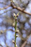 Amygdalus communis. Верхушка веточки с бутонами. Краснодарский край, Черноморское побережье Кавказа, г. Новороссийск, в культуре. 16 февраля 2019 г.