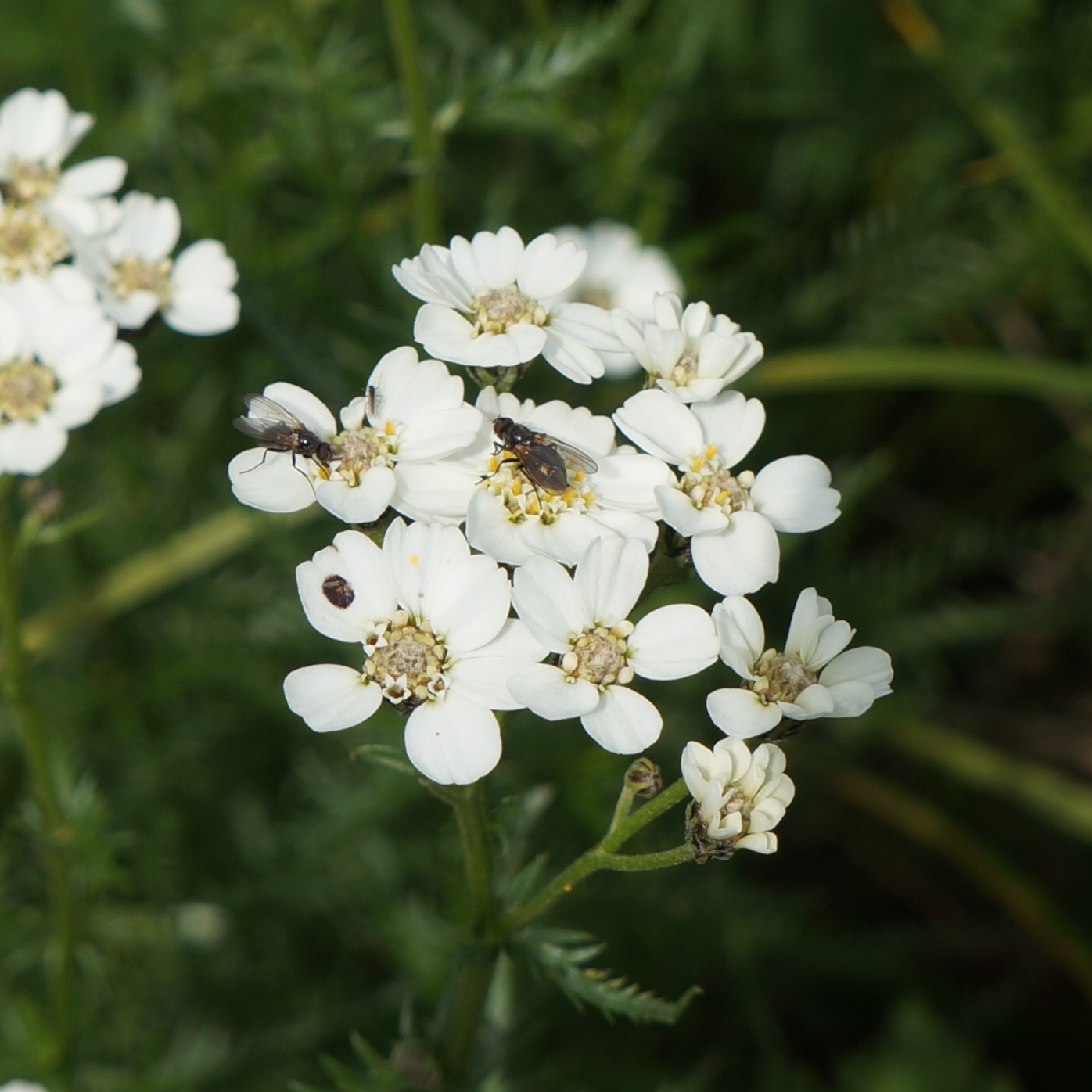 Изображение особи Achillea impatiens.