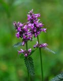 Betonica officinalis. Верхушки побегов с соцветиями. Челябинская обл., Златоустовский гор. округ, хребет Большой Таганай, Двуглавая сопка, ≈ 800 м н.у.м., опушка смешанного леса. 06.08.2019.