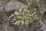 Oxytropis leucotricha