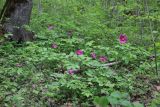 Paeonia caucasica. Цветущие растения. Республика Адыгея, Майкопский р-н, Скалистый (Уна-Коз) хребет, широколиственный лес. 7 мая 2021 г.