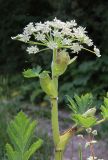 Heracleum sosnowskyi. Верхушка цветущего растения. Дагестан, Докузпаринский р-н, с. Килер, луг у дороги. 26 июня 2021 г.