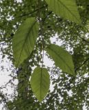 Betula alleghaniensis. Верхушка побега (видна абаксиальная поверхность листьев). Москва, ГБС РАН, дендрарий. 30.08.2021.