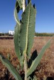 Lactuca virosa. Часть побега. Греция, Эгейское море, о. Парос, пос. Дриос, используемая под автостоянку залежь. 19.05.2021.