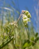 Vicia hirsuta. Соплодие. Краснодарский край, Крымский р-н, станица Неберджаевская, приусадебный участок, сорное. 20.05.2022.