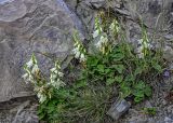 Campanula alliariifolia