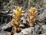 Orobanche gigantea. Цветущие растения. Казахстан, Южно-Казахстанская обл., Сырдарья-Туркестанский государственный региональный природный парк, Боралдайский филиал, ≈ 750 м н.у.м., каменистый склон. 21.05.2018.