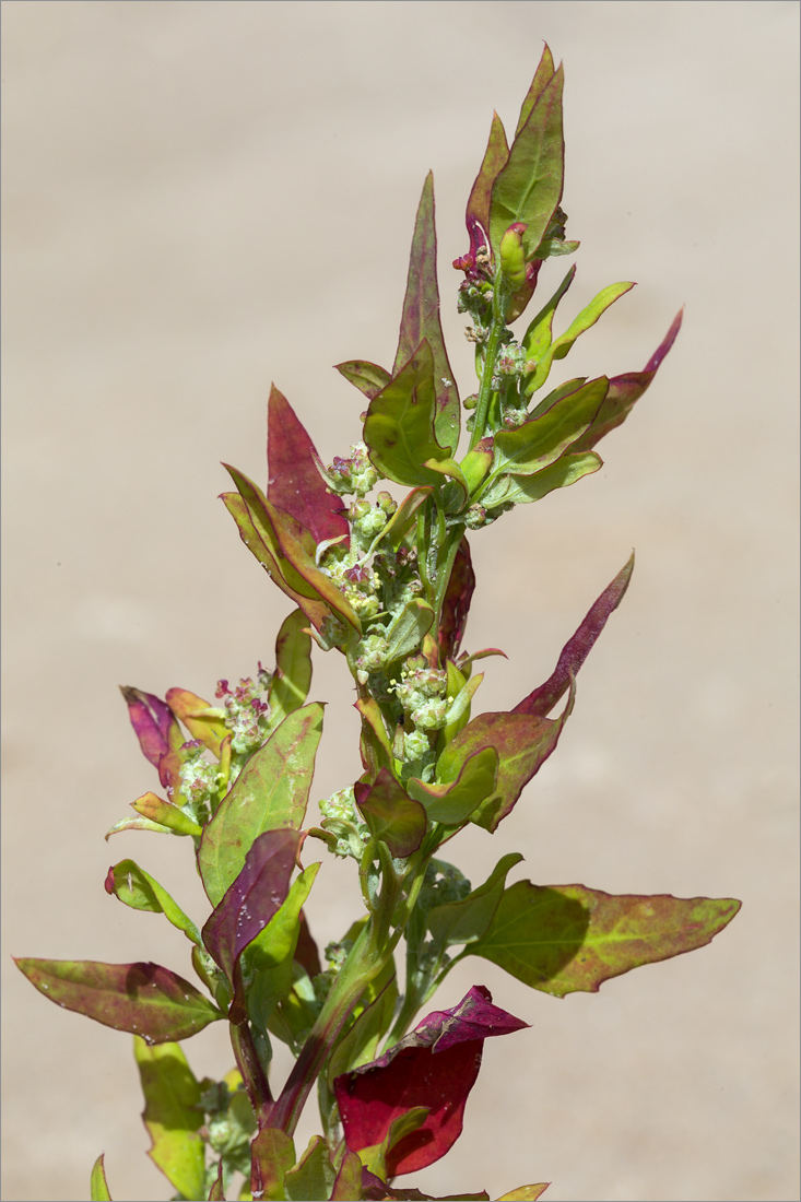 Изображение особи Chenopodium album.