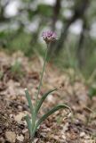 Allium quercetorum. Цветущее растение. Крым, Карадагский заповедник, гора Святая, СВ склон, ясенево-дубовый лес. 24 апреля 2024 г.