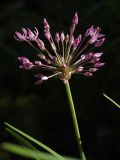 Allium rosenorum