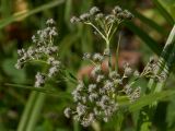 Scirpus sylvaticus