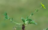 Potentilla soongorica